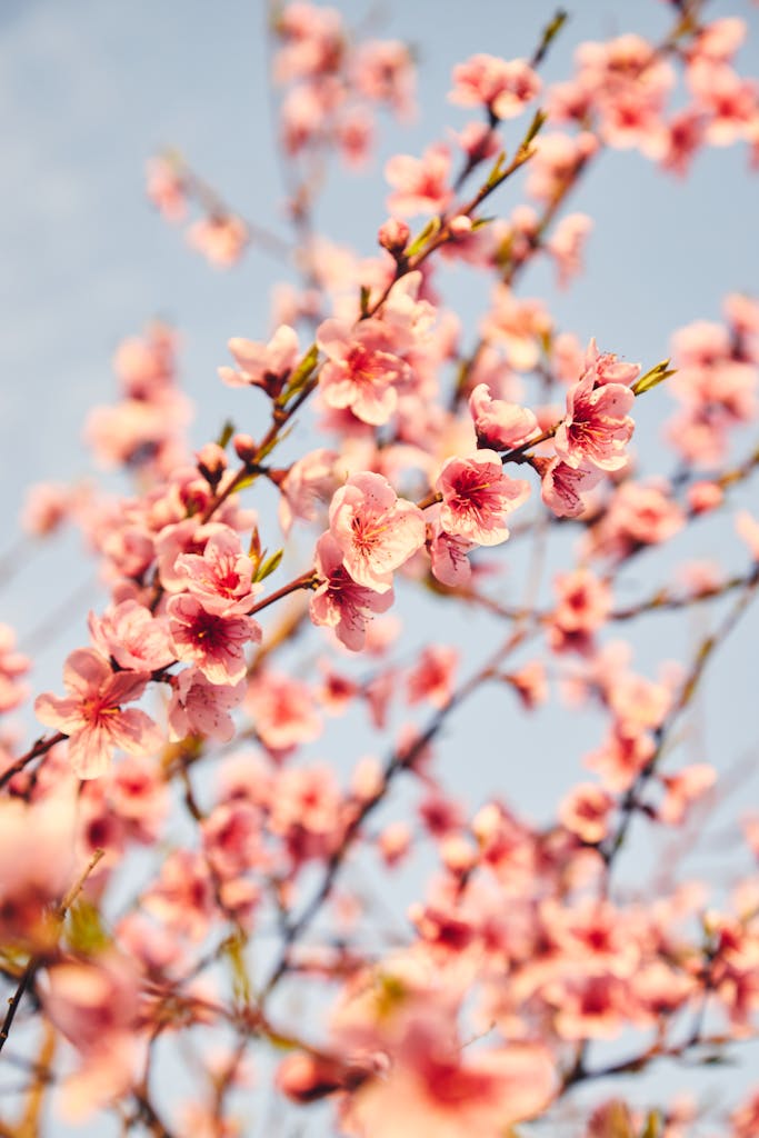 Vibrant pink cherry blossoms against a clear blue sky, capturing early spring's essence.