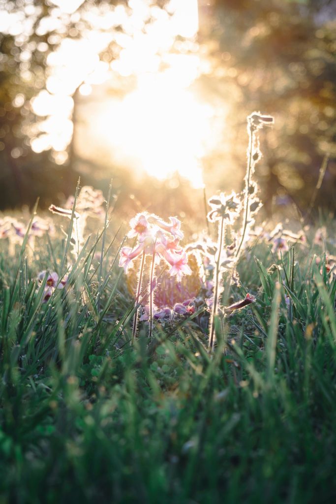 Bright sunlight illuminates wildflowers in a serene grassy meadow, evoking peace and natural beauty.